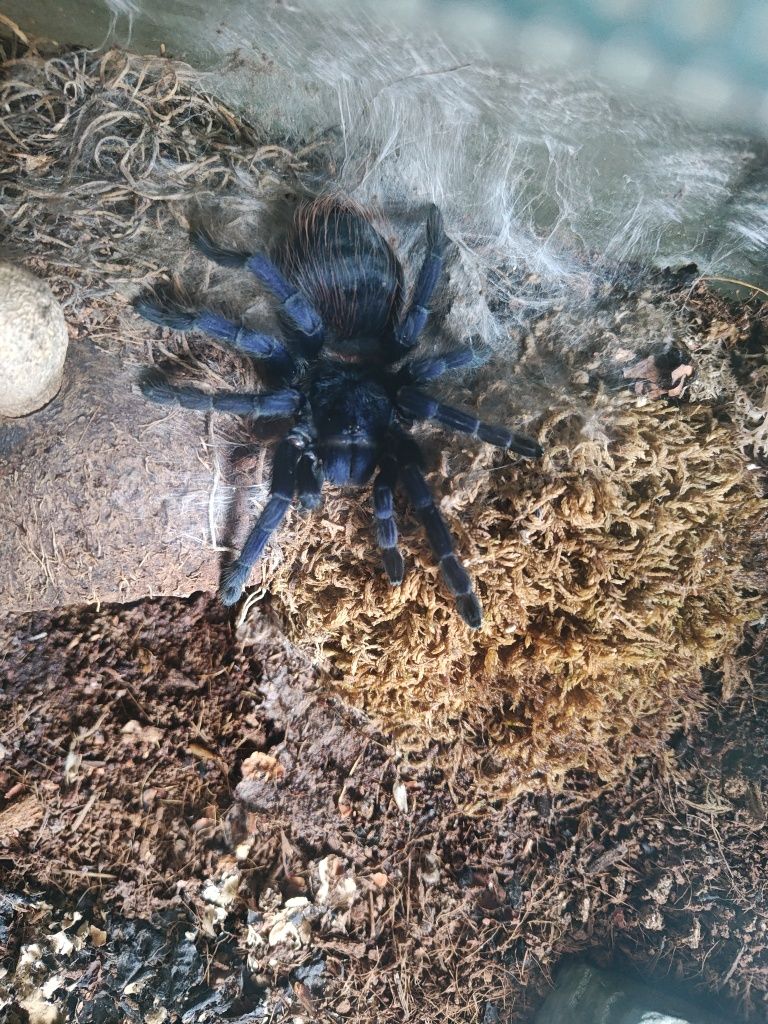 Pająk (ptasznik). 3 lata. Terrarium z wyposażeniem