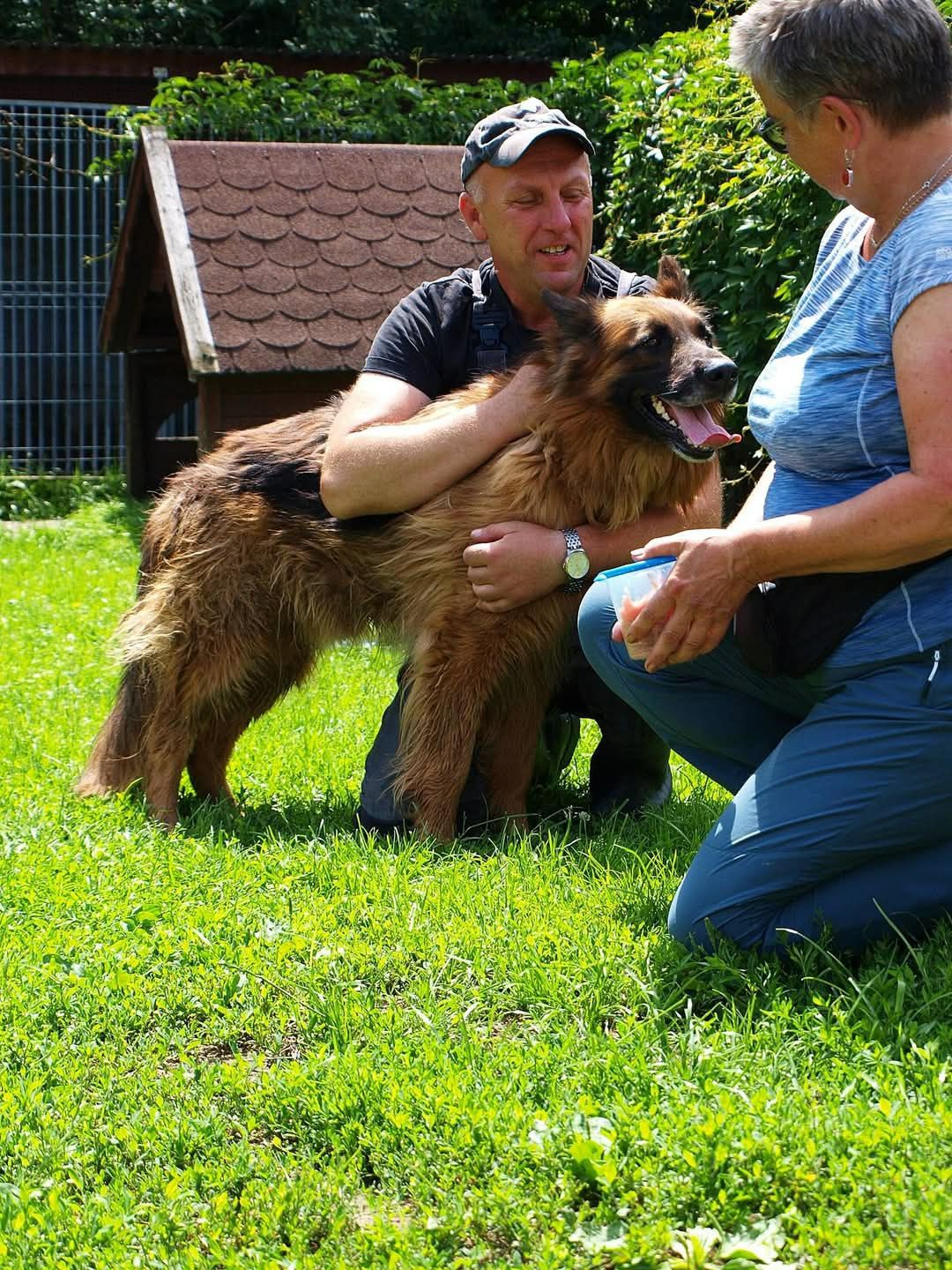 Piękny owczarek niemiecki Prozac do adopcji ze schroniska.