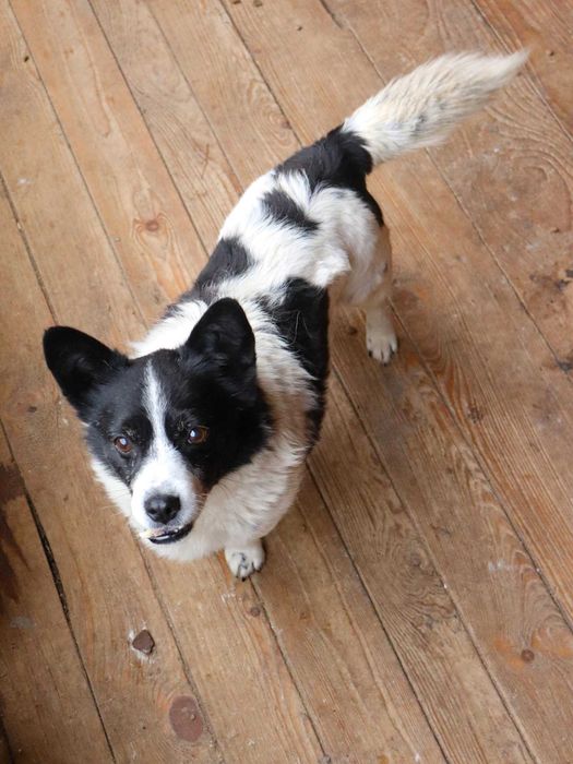 PILNE!Przekochany, towarzyski, grzeczny piesek szuka dobrego domu