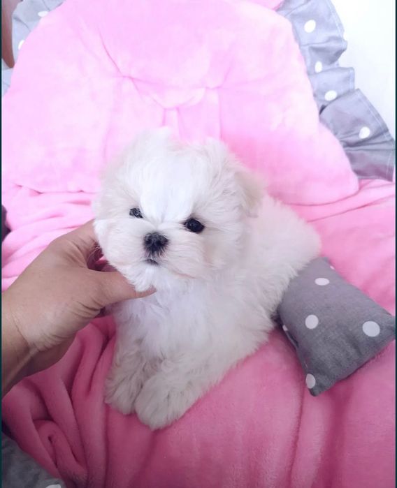 Maltańczyk chłopiec miniaturka waga do 1,8kg