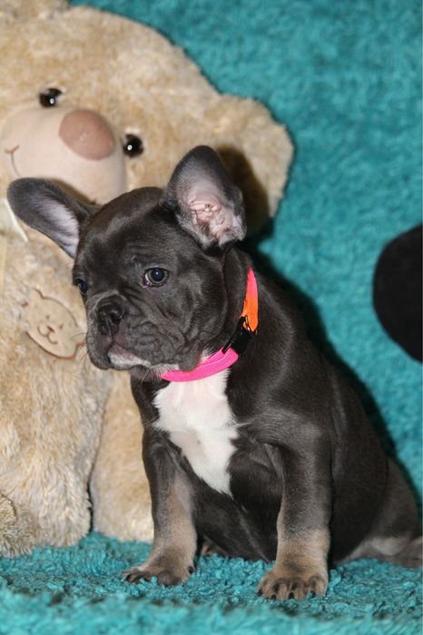 Девочка французкого бульдога