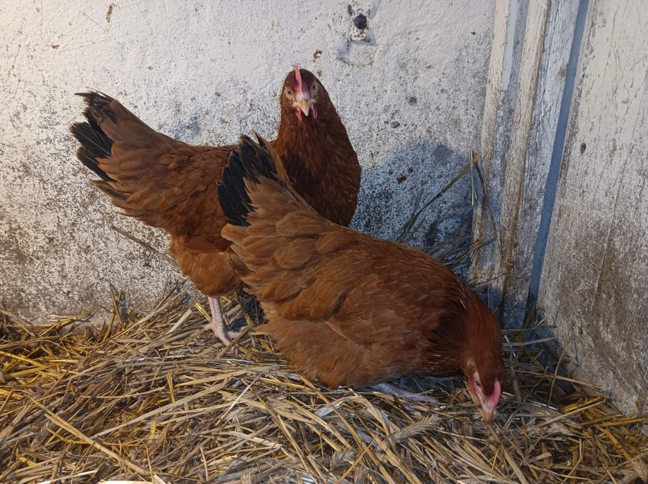 Kury 23 tygodnie duża brązowa