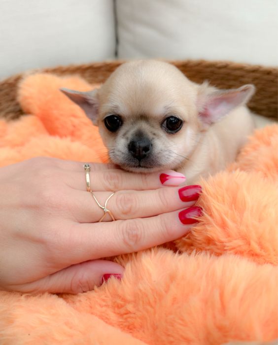 Piękny chłopiec chihuahua.