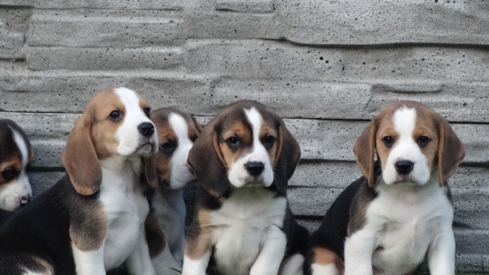 Beagle suczka z rodowodem