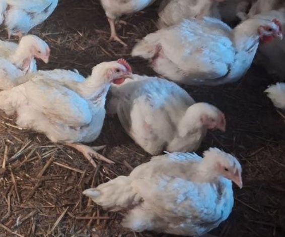 Brojlery brojler kurczaki z własnej hodowli.ŻYWE/TUSZKA