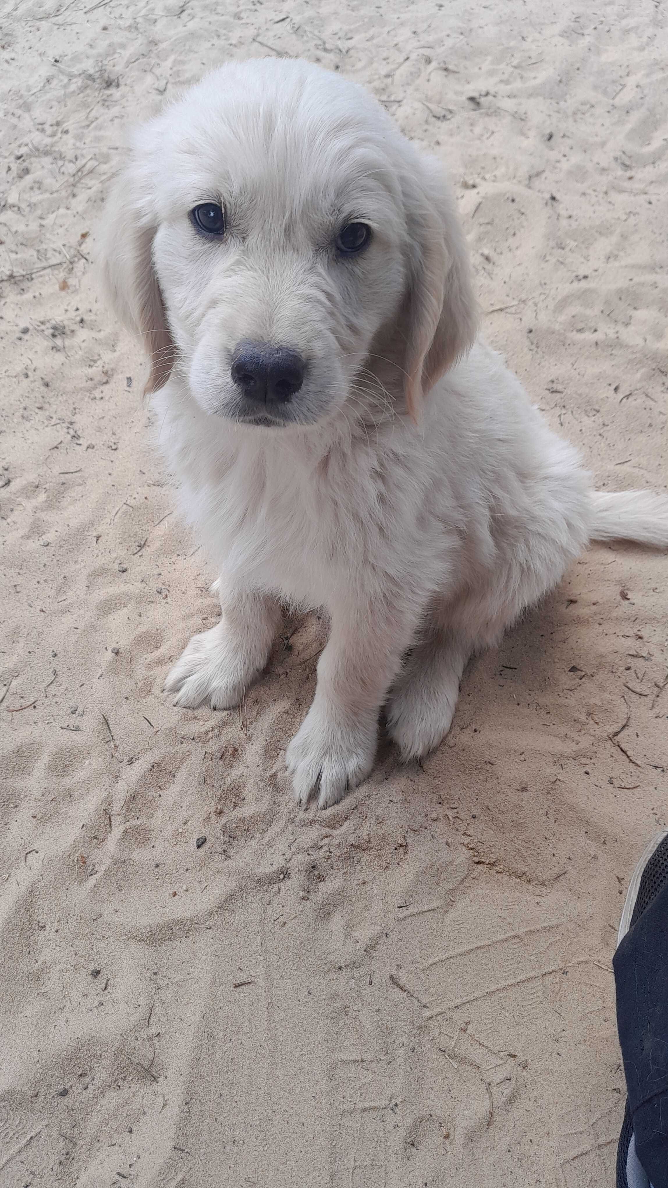 Golden retriever ..suczka ...do odbioru