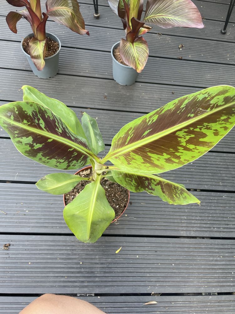 Bananowiec cavendish variegata