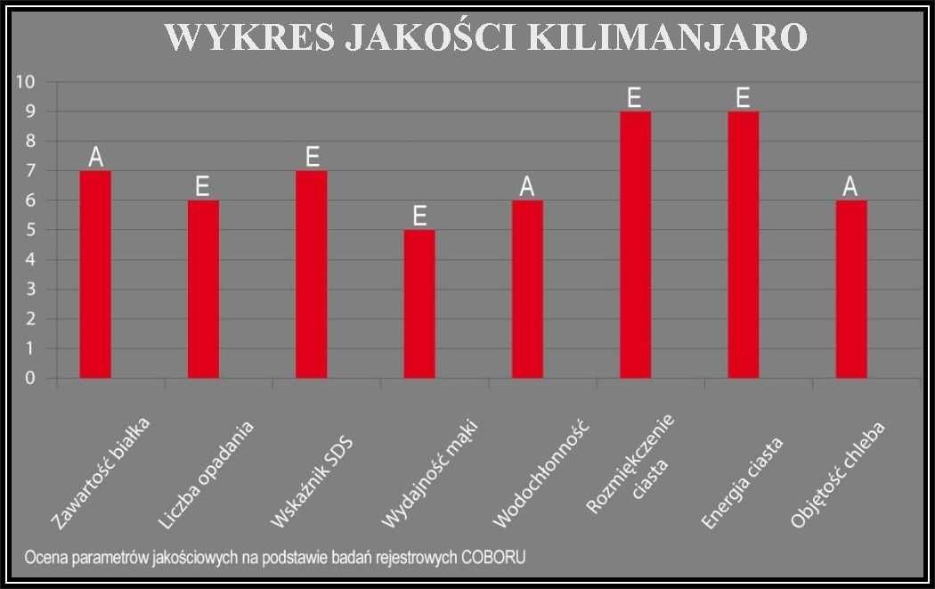 Pszenica Ozima KILIMANJARO - Wysoki Stabilny Plon - Nasiona Dalgety