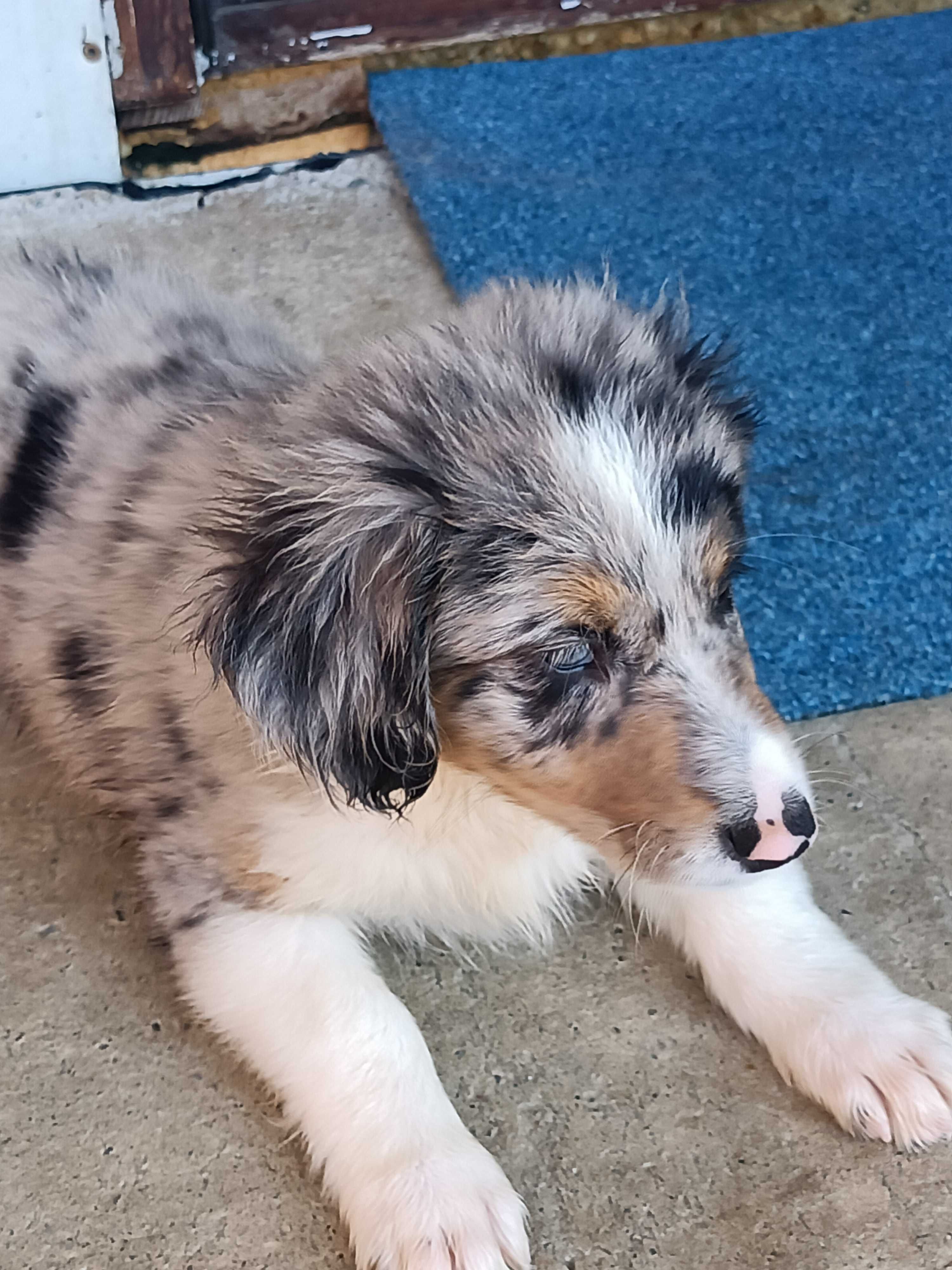 Border Collie -piesek