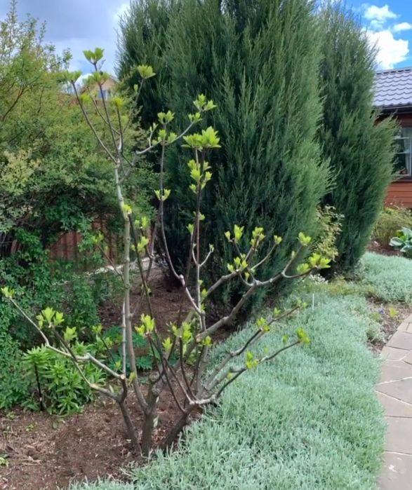 Ясколка  біла почвопокровна