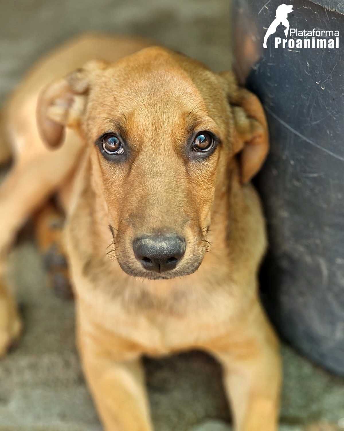 EDU - Cãozinho Bebe para Adoção