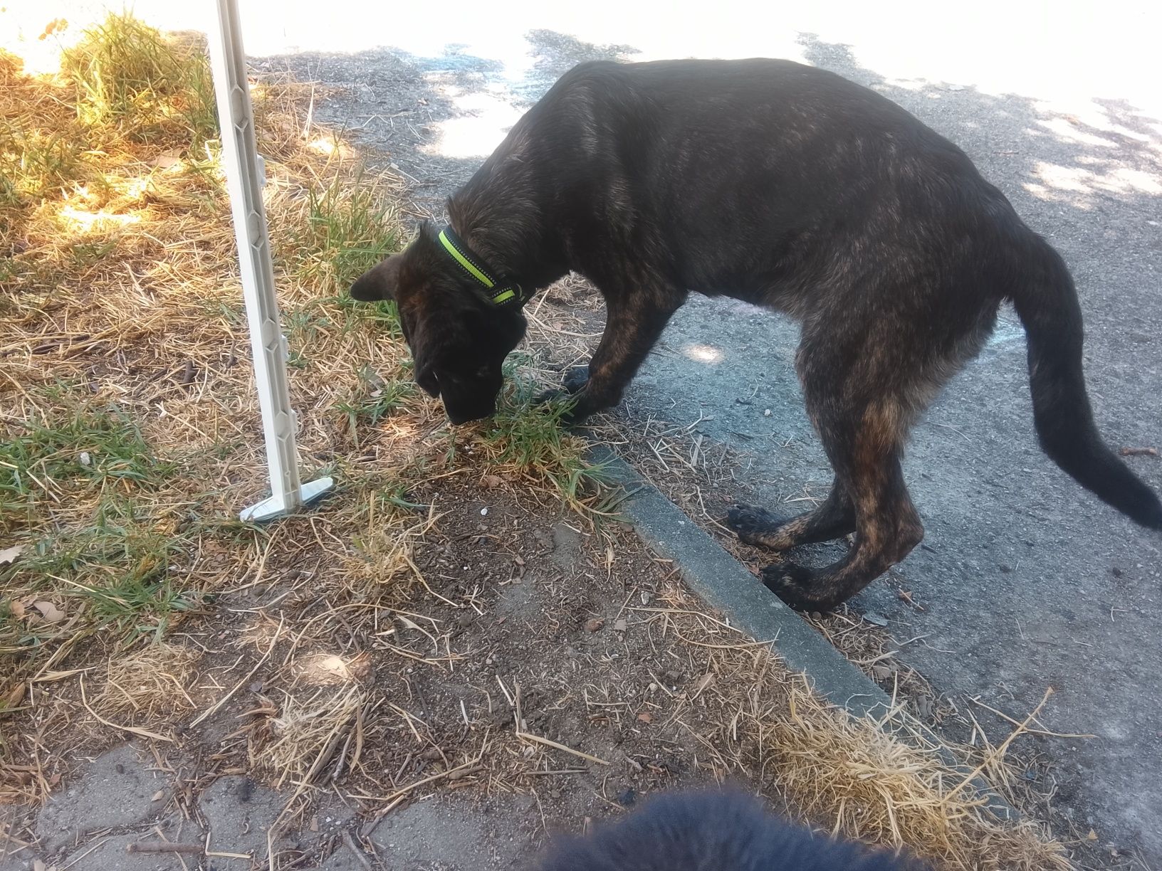 Cão para adopção