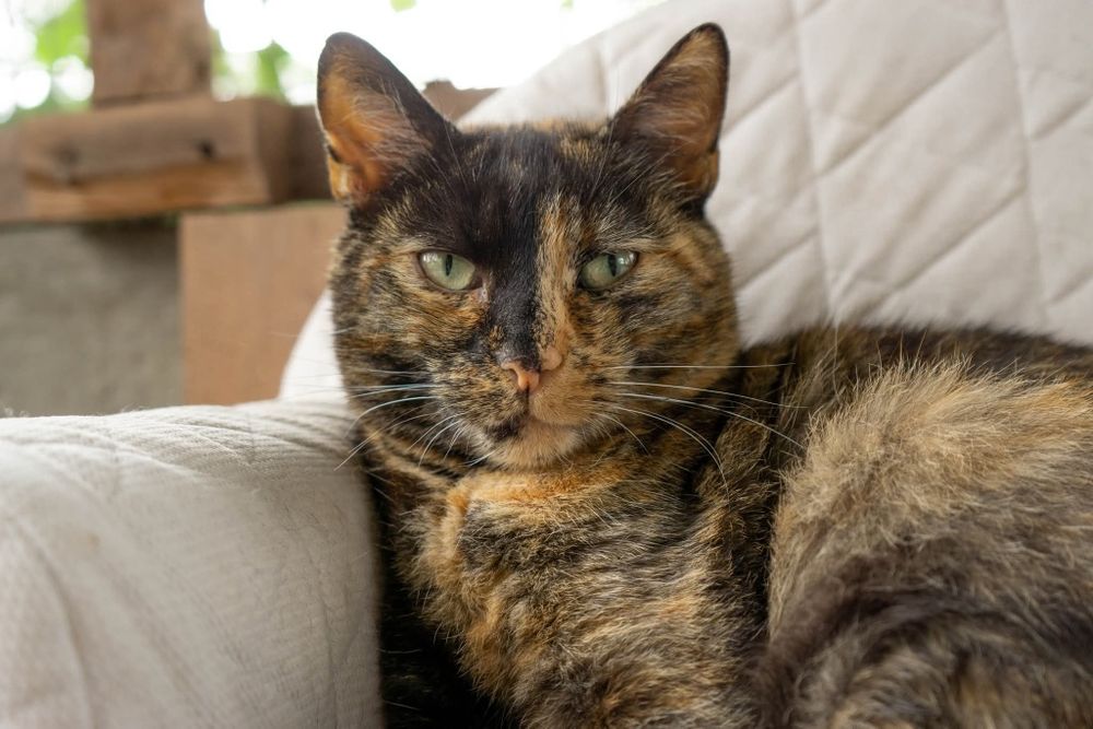 Merida, piekna kotka o wyjątkowym charakterze