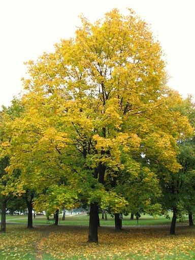 Klon zwyczajny (Acer Platanoides), wys. 90-120cm, z gruntu