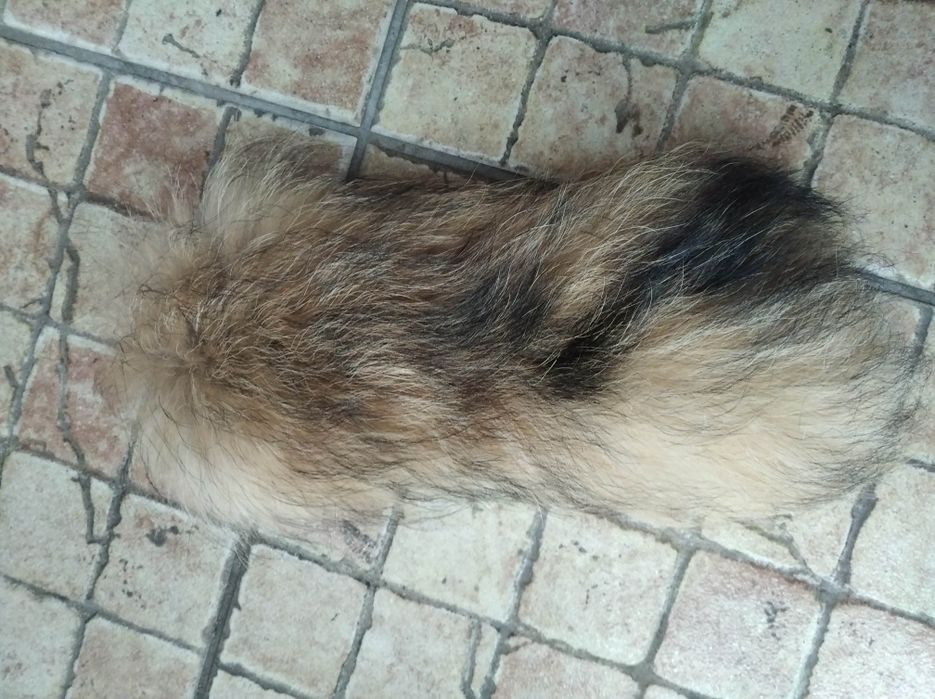 Sprzedam ogon, kita z jenota, lis, lisy, jenot, skóry, skóra