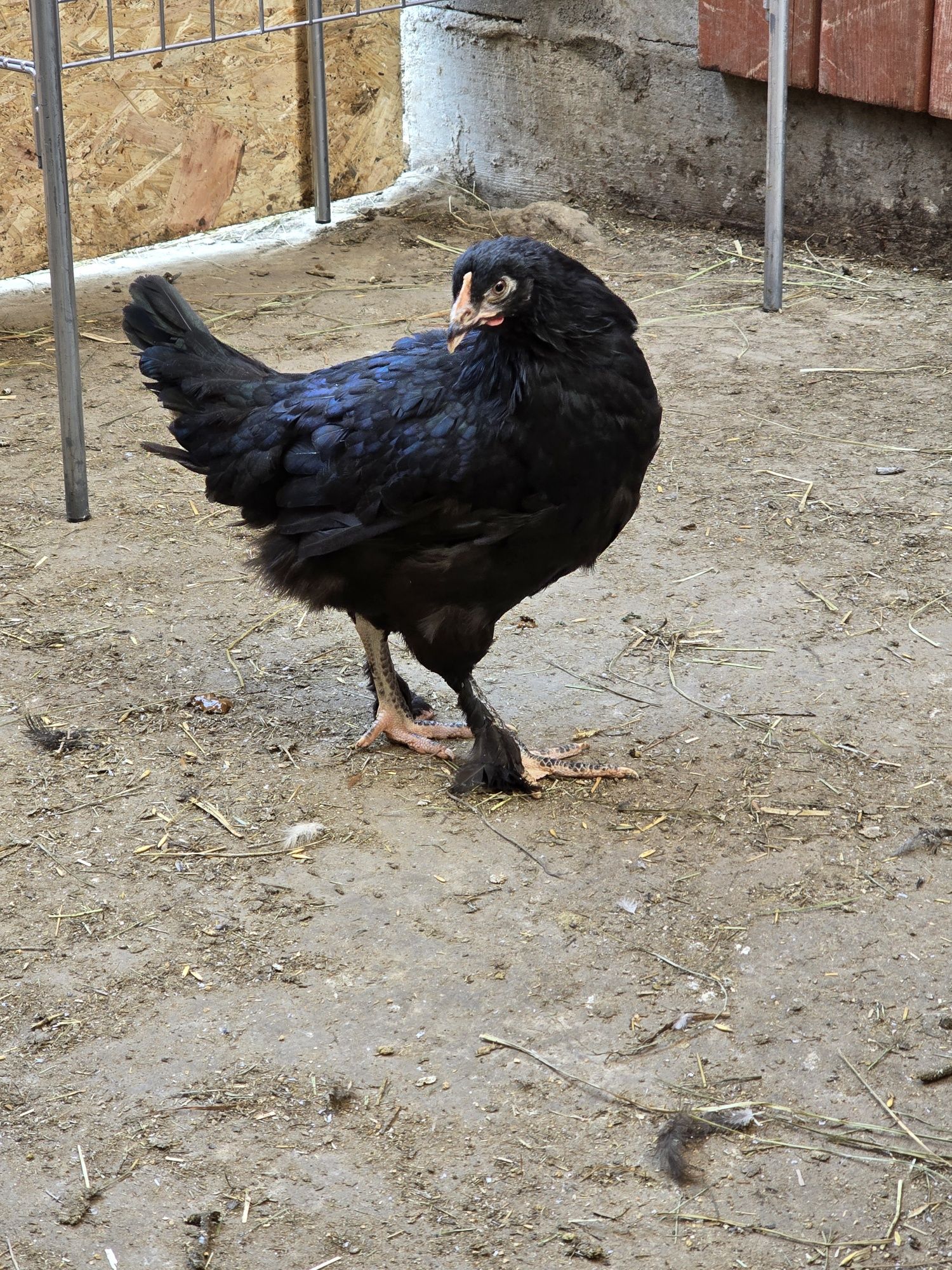 Młode nioski green shell blue shell marans