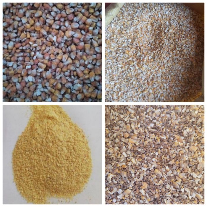 Kukurydza suszona ziarno/mielona/gnieciona