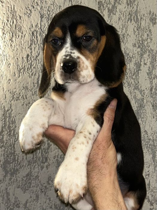 Малятка породи Бігль