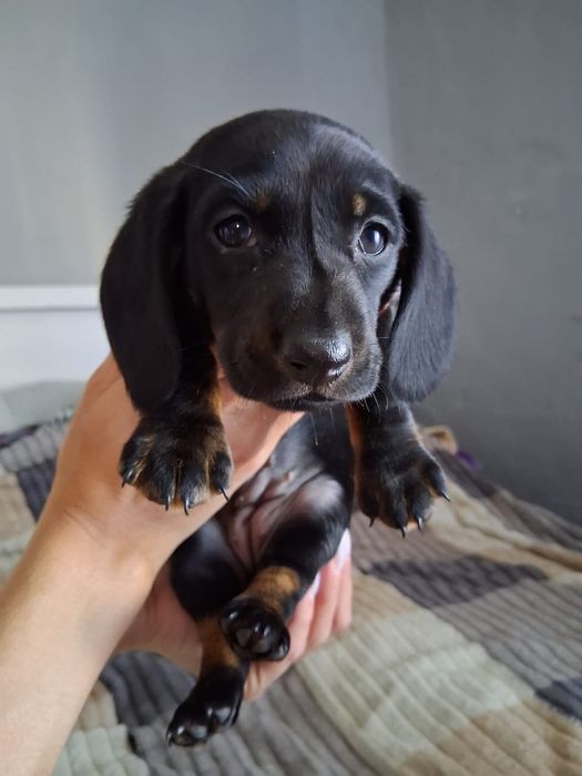 Продаю цуценят, Такси