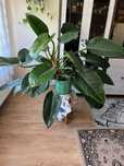 Filodendron 'Imperial Green'