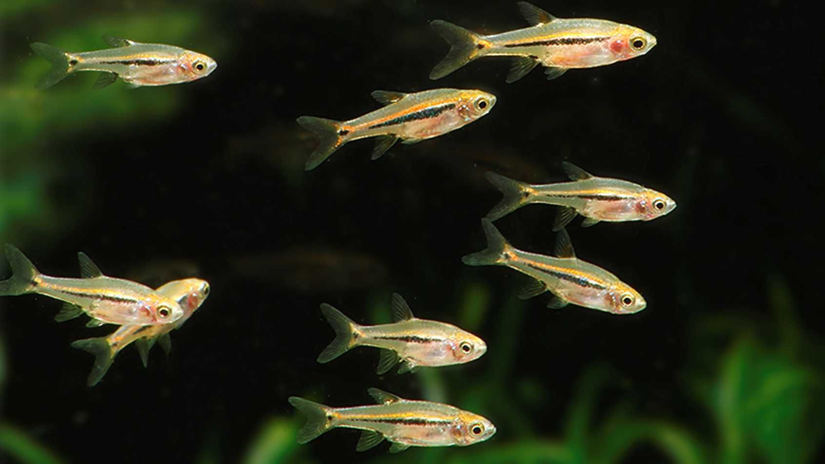 Razbora karłowata - Boraras urophthalmoides - Rasbora - dowóz, wysyłka