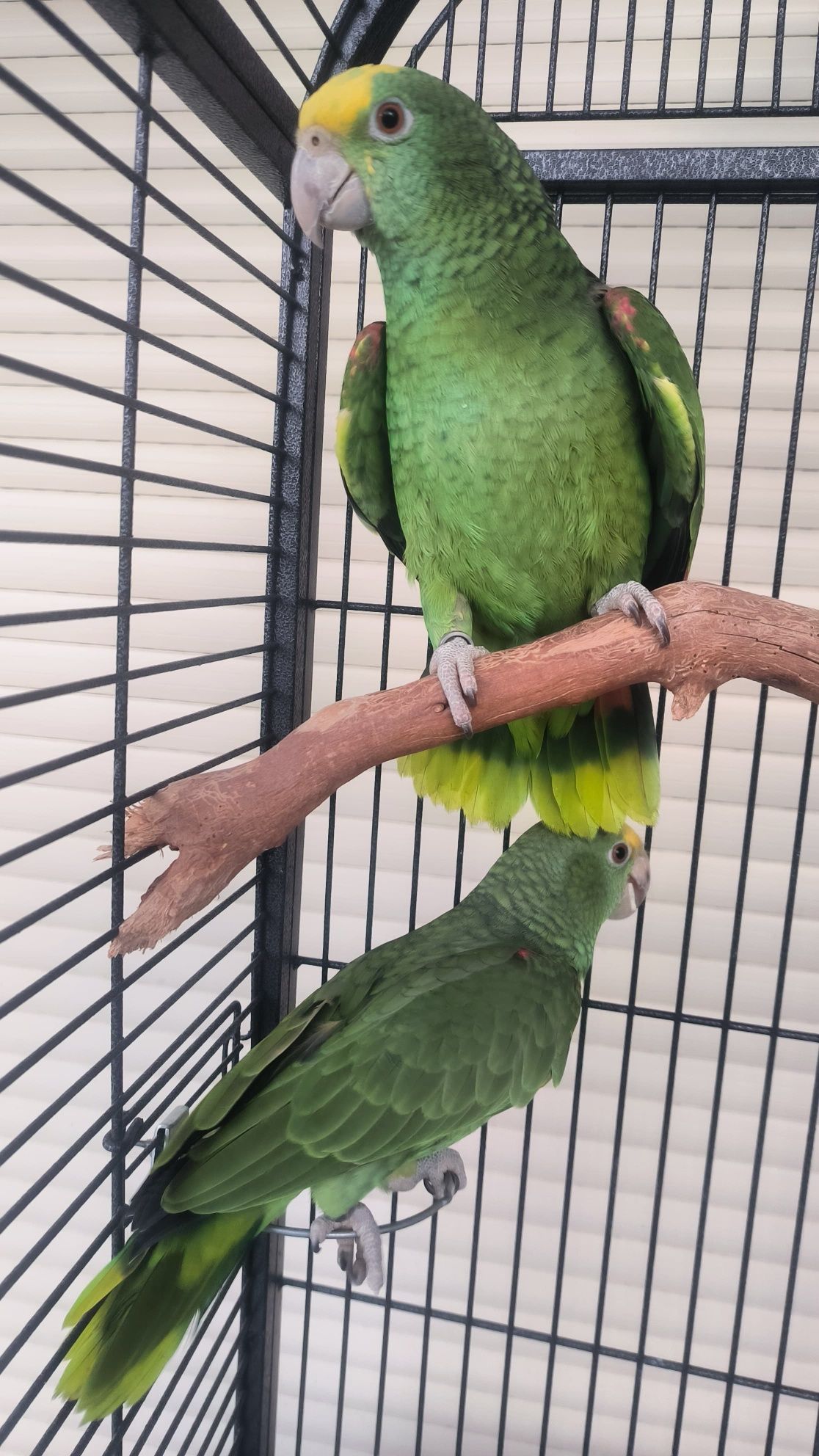 Amazonas oratrix