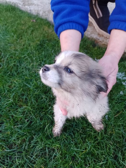 Віддам у добрі руки, 3 дівчинки, безплатно