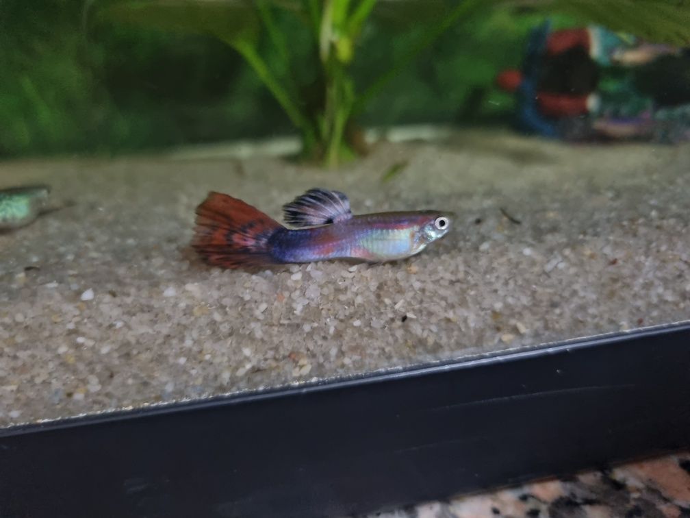 Vendo peixes guppys jovens com cores lindas