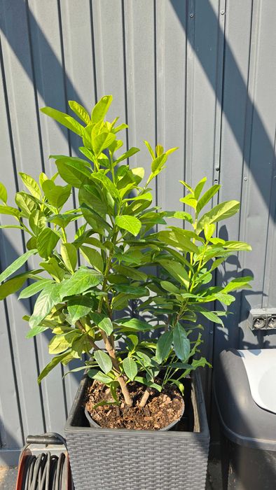 Laurowiśnia duża 60-80 cm rozkrzewiona 3-5 pędowa zimozielona