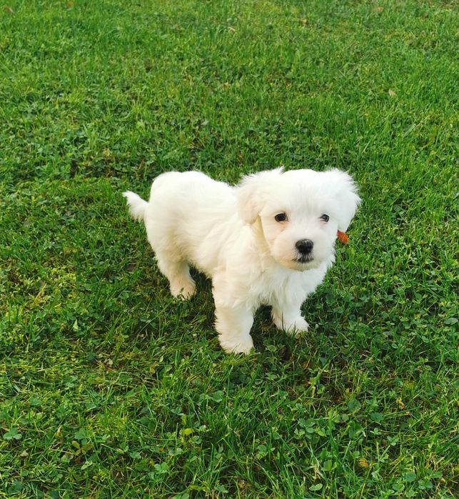 Super chłopiec rasy MALTAŃCZYK !!