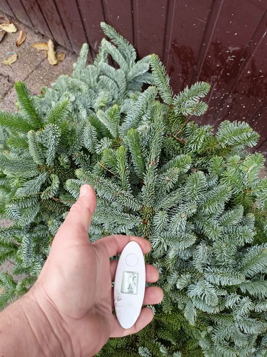 Jodła Nobilis wysyłka