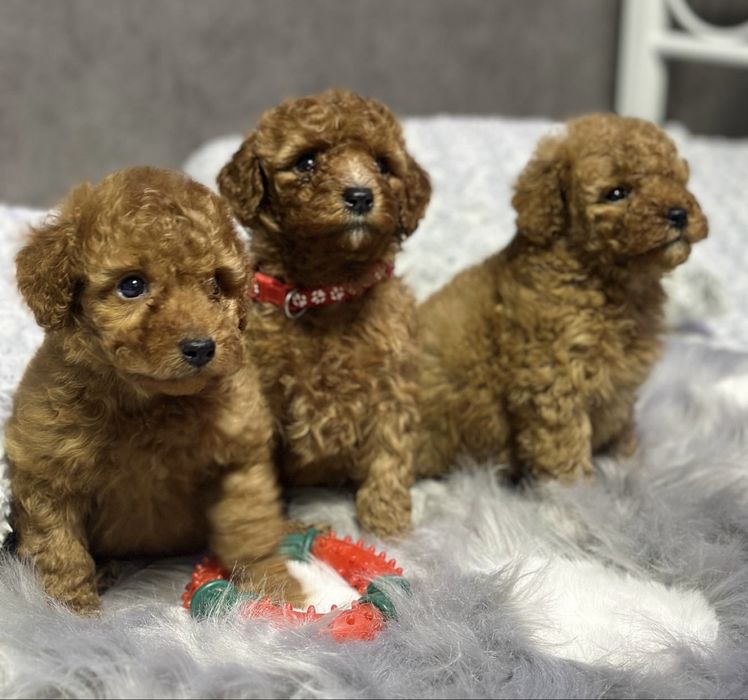 Детки пуделя,красотуны!