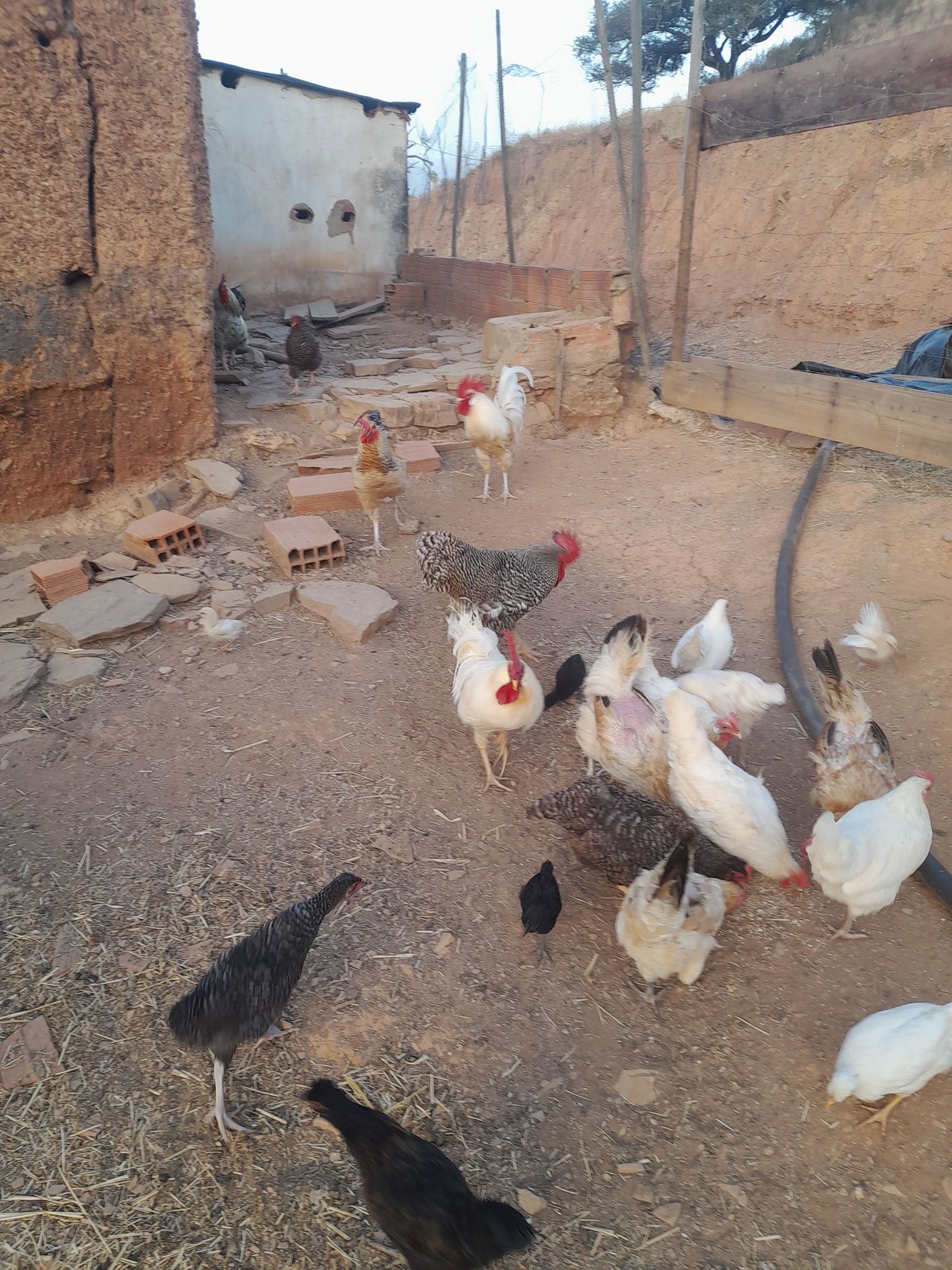 Vendo Galos do campo desde 10€