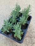 Sadzonki lawendy Hidcote Blue, Blue Scent, White Scent 6-pak