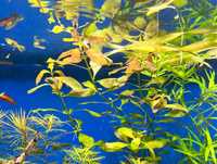 Rośliny akwariowe - Ludwigia repens