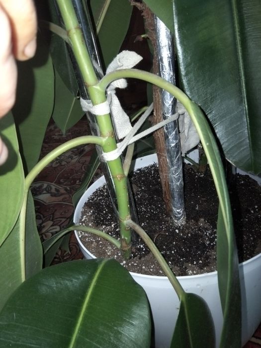 Фікус бенджаміна