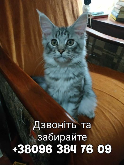 Забирайте маленьких мейнкунят!