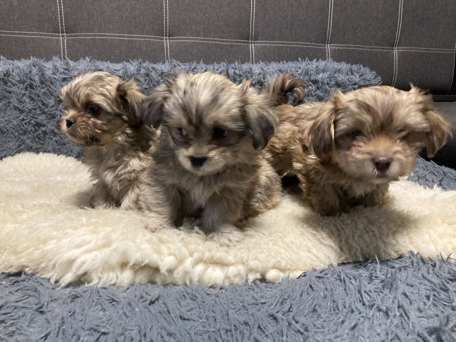 Йоршерські терʼєри золотисті( голдаст)