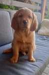 Golden Retriever Piesek