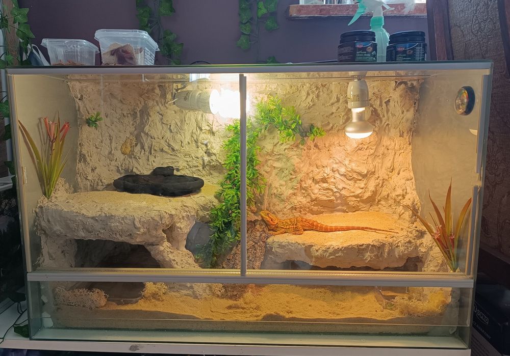 Agama brodata + terrarium + GRATISY