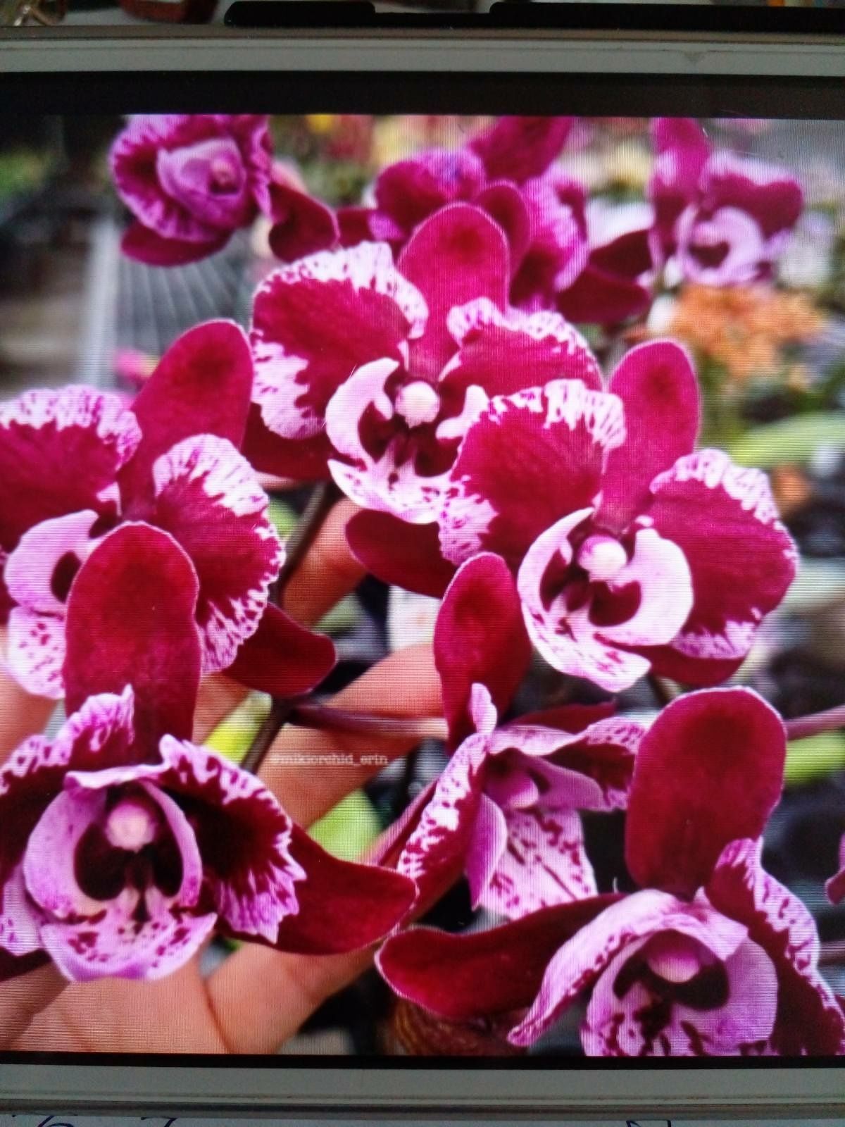 Орхидея Блек  Лейс (Черное кружево)