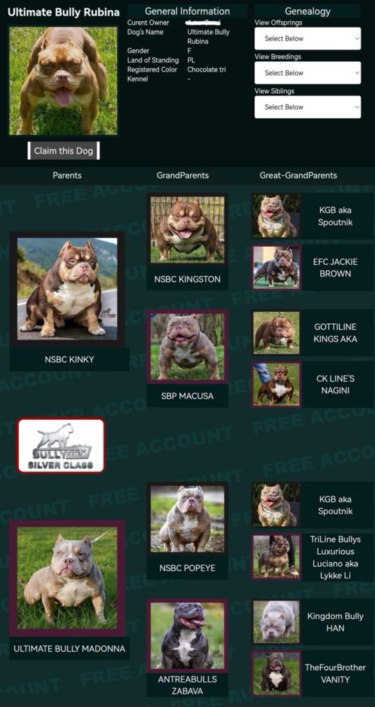 American Bully suczka czekoladowa