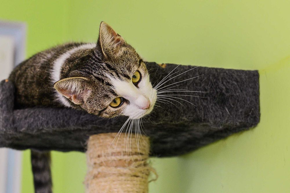 młoda kotka Arielka - preferowana adopcja w dwupaku z Jolie