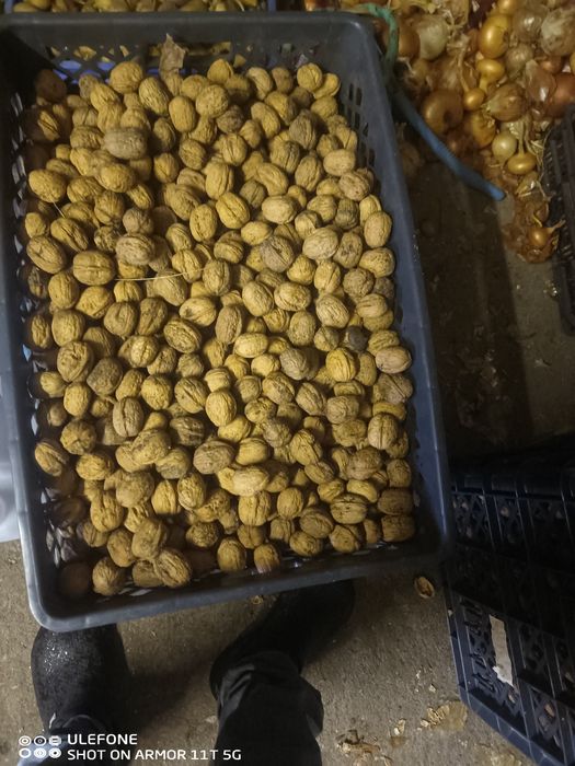 Nozes, vila nova de Paiva