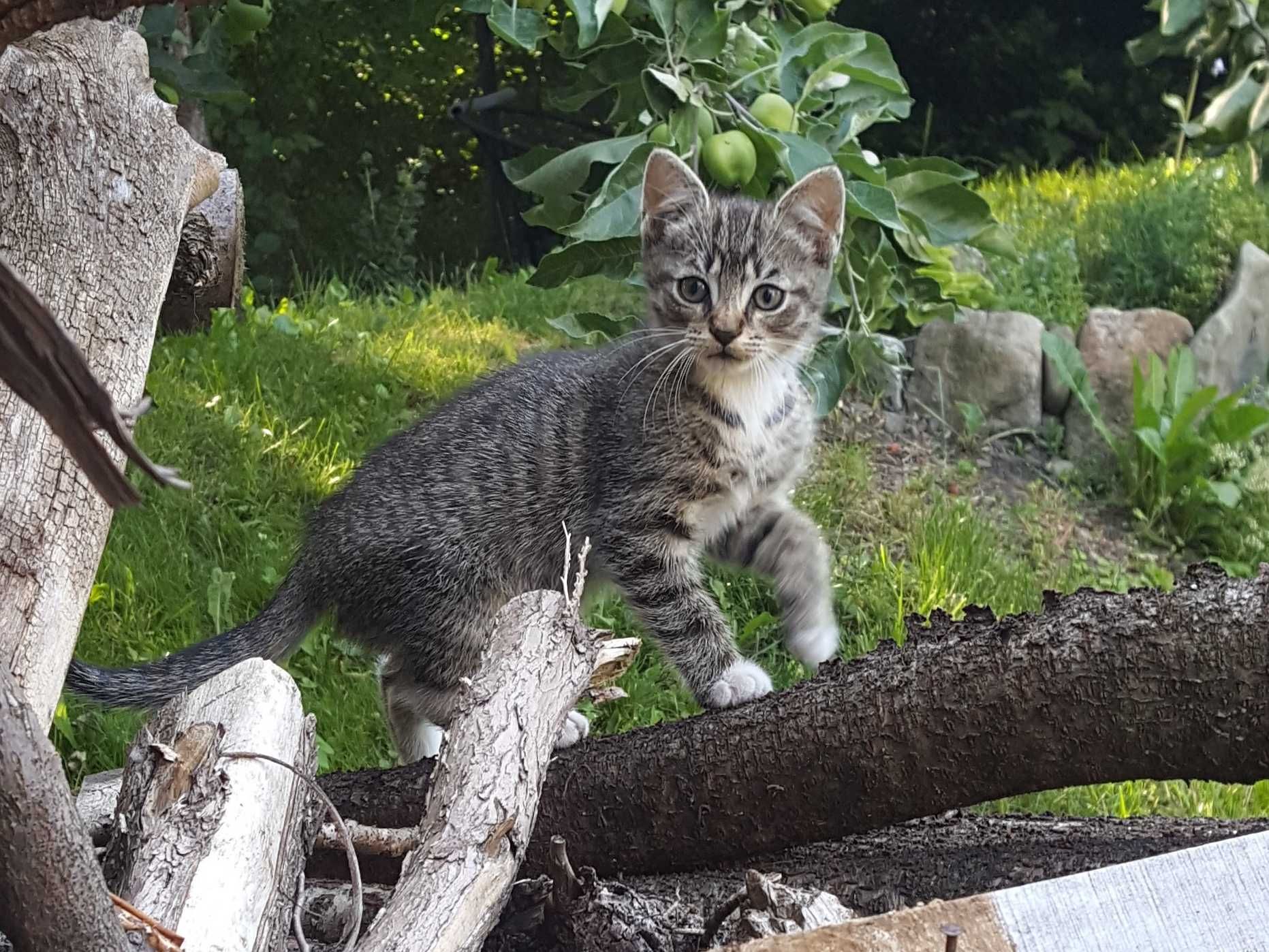 Oddam 2 miesięcznego kotka - rezerwacja