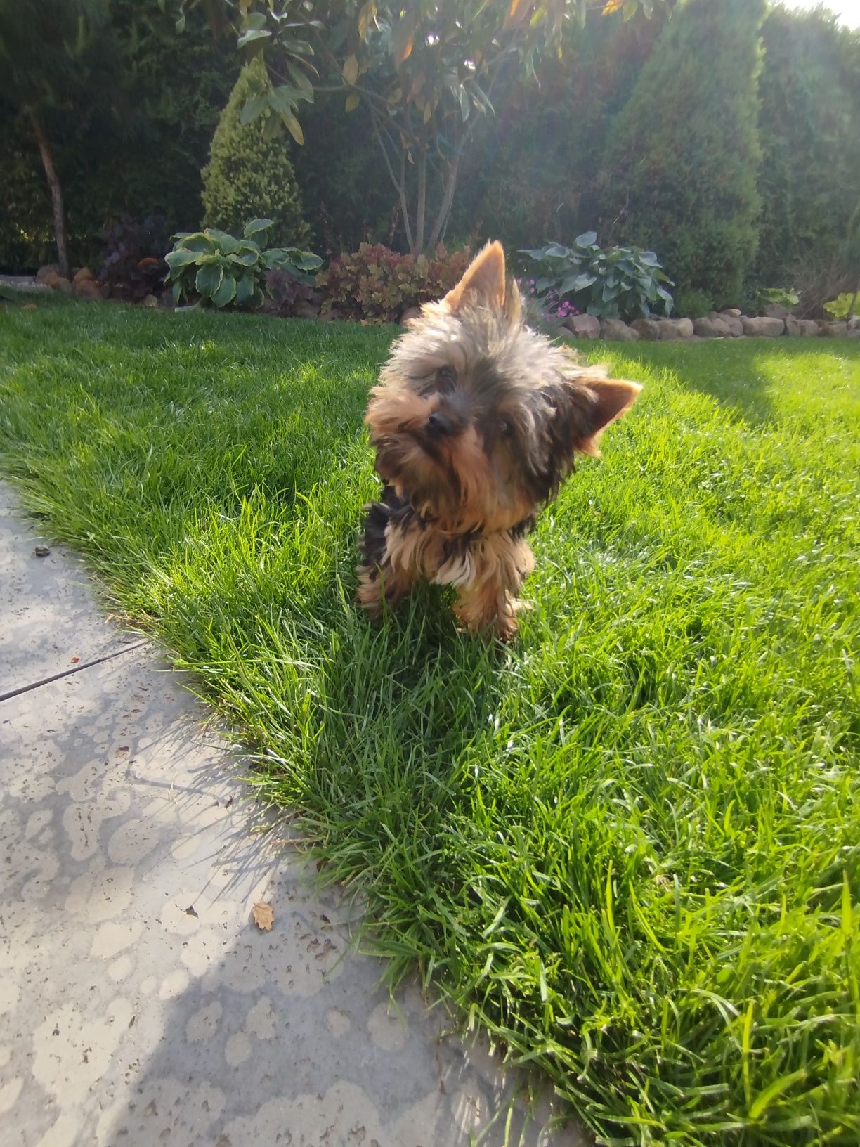 Yorkshire terrier