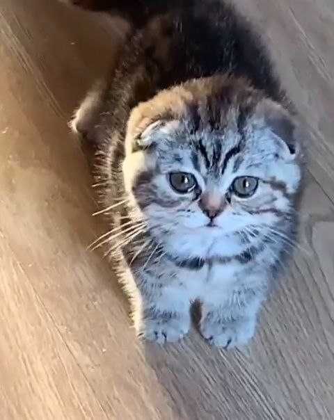 Шотландське висловухе кошеня, хлопчик 2.5 місяці