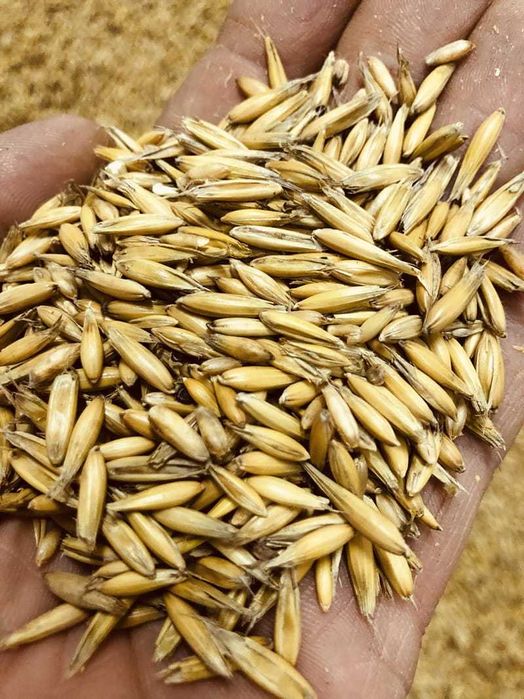 Owies tegoroczny - sprzedam