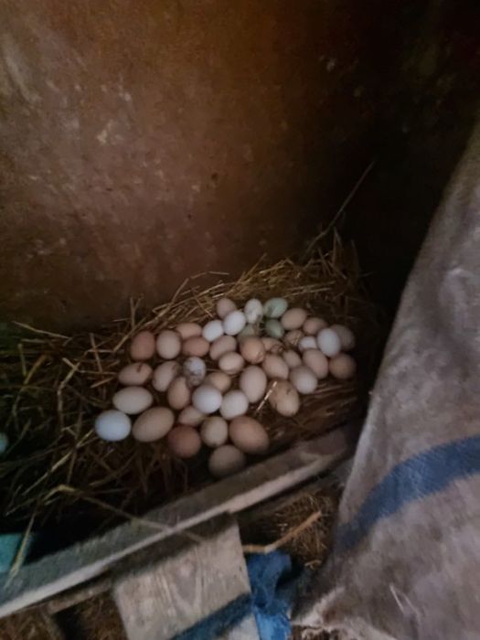 Sprzedam jajka wiejskie