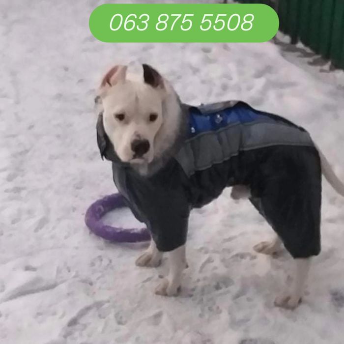 Зимовий одяг. Для хлопчиків собак